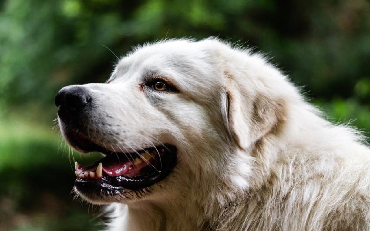Pyrenean Mastiff — gallery 3