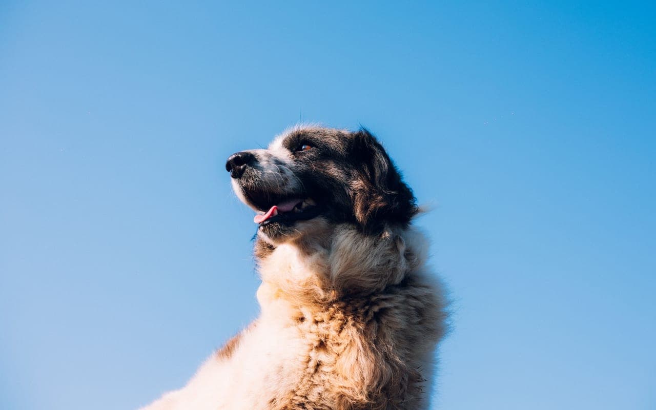Pyrenean Mastiff — photo by Gioele Gatto (Pexels)