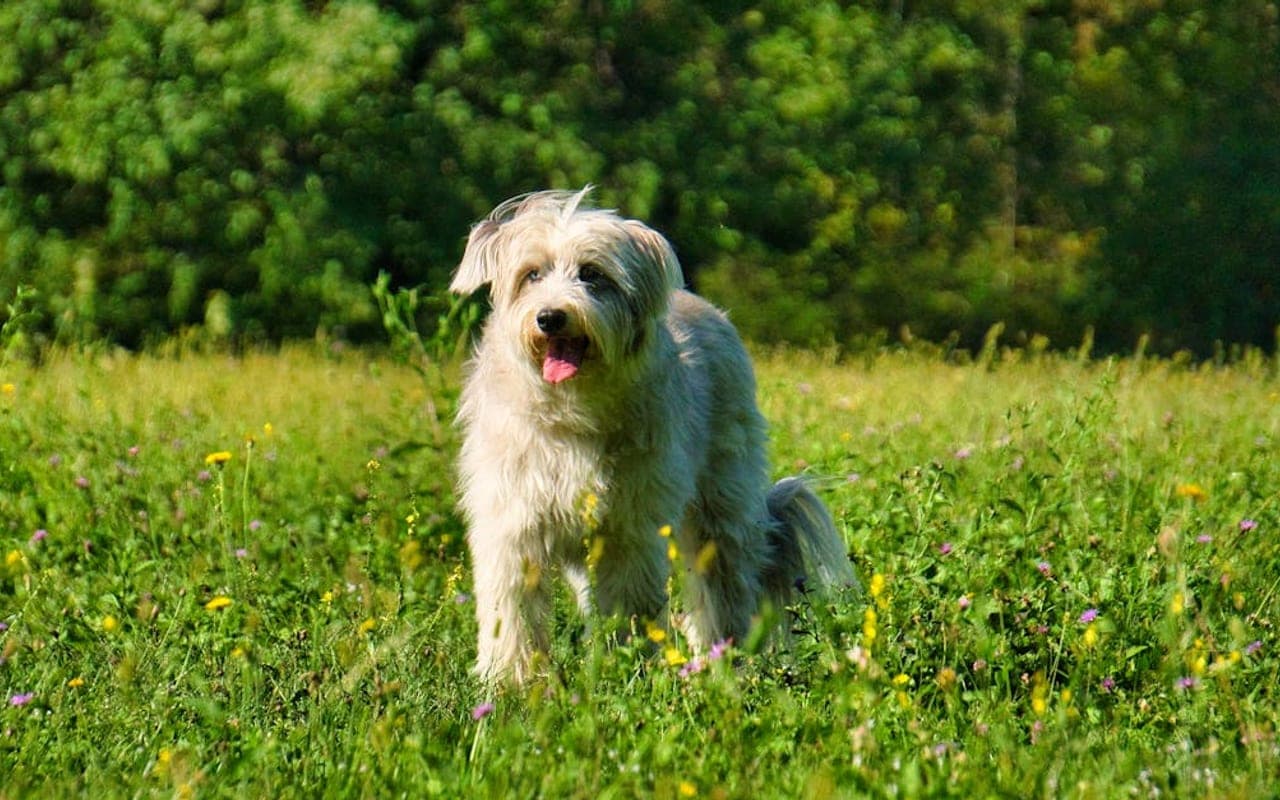 Pyrenean Shepherd — gallery 2