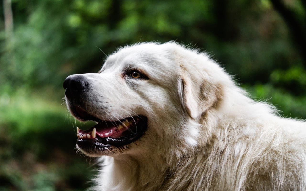 Pyrenean Shepherd — photo by Tychon Krug (Pexels)