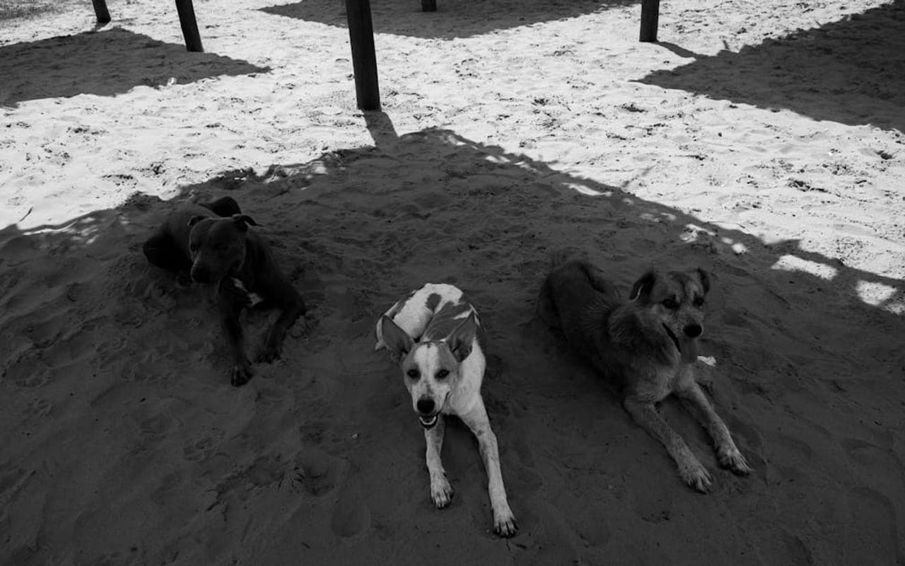 Rafeiro do Alentejo dog breed portrait