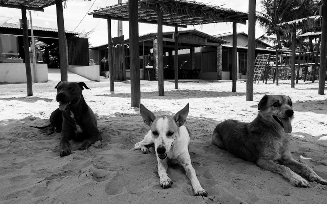 Rafeiro do Alentejo — gallery 2