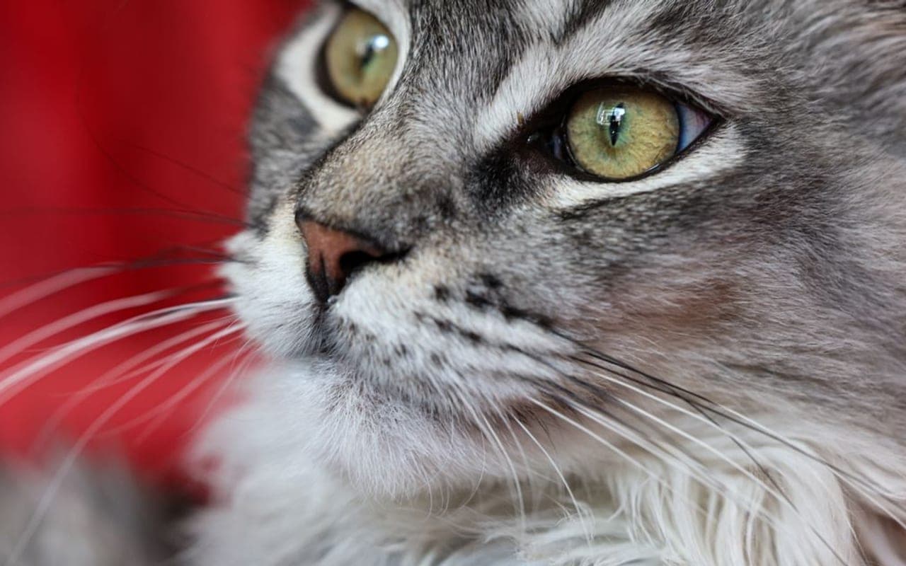 Ragamuffin cat breed portrait