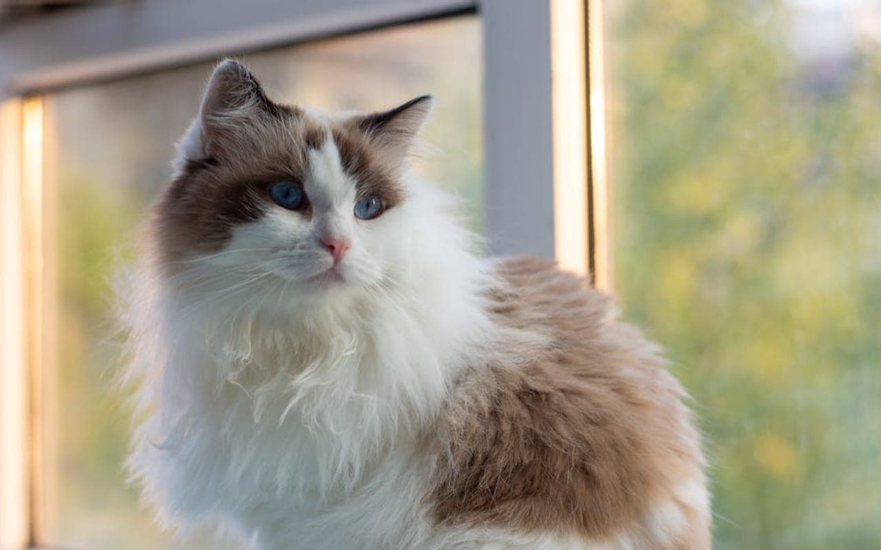 Ragamuffin — gallery 3