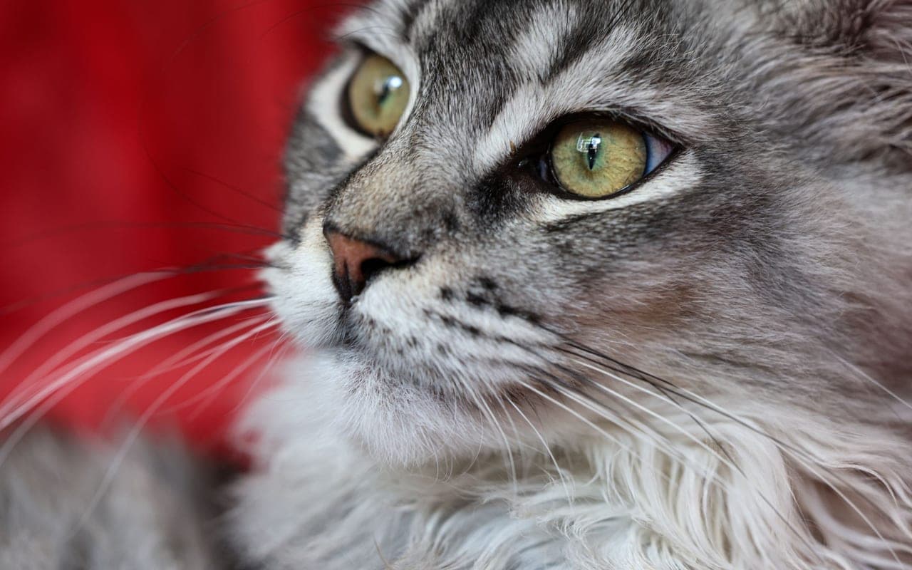 Ragamuffin — photo by Magda Ehlers (Pexels)