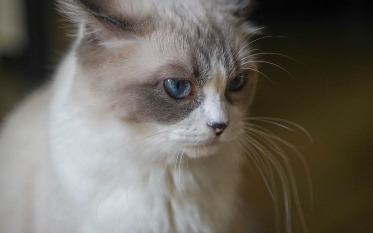 Ragdoll — gallery 2