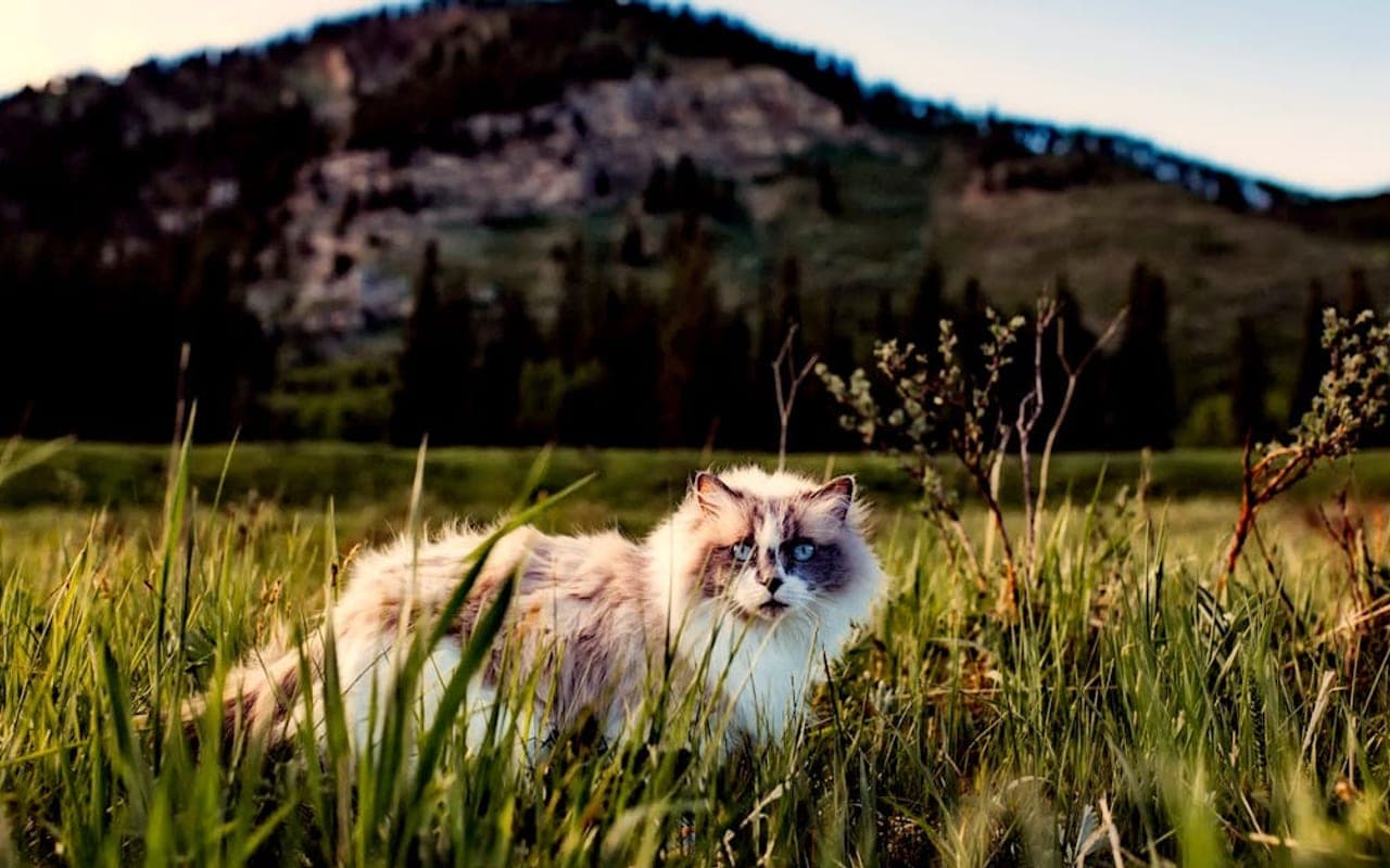 Ragdoll — gallery 3