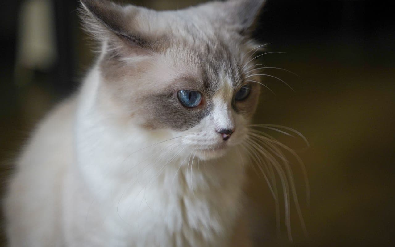 Ragdoll — photo by Cats Coming (Pexels)