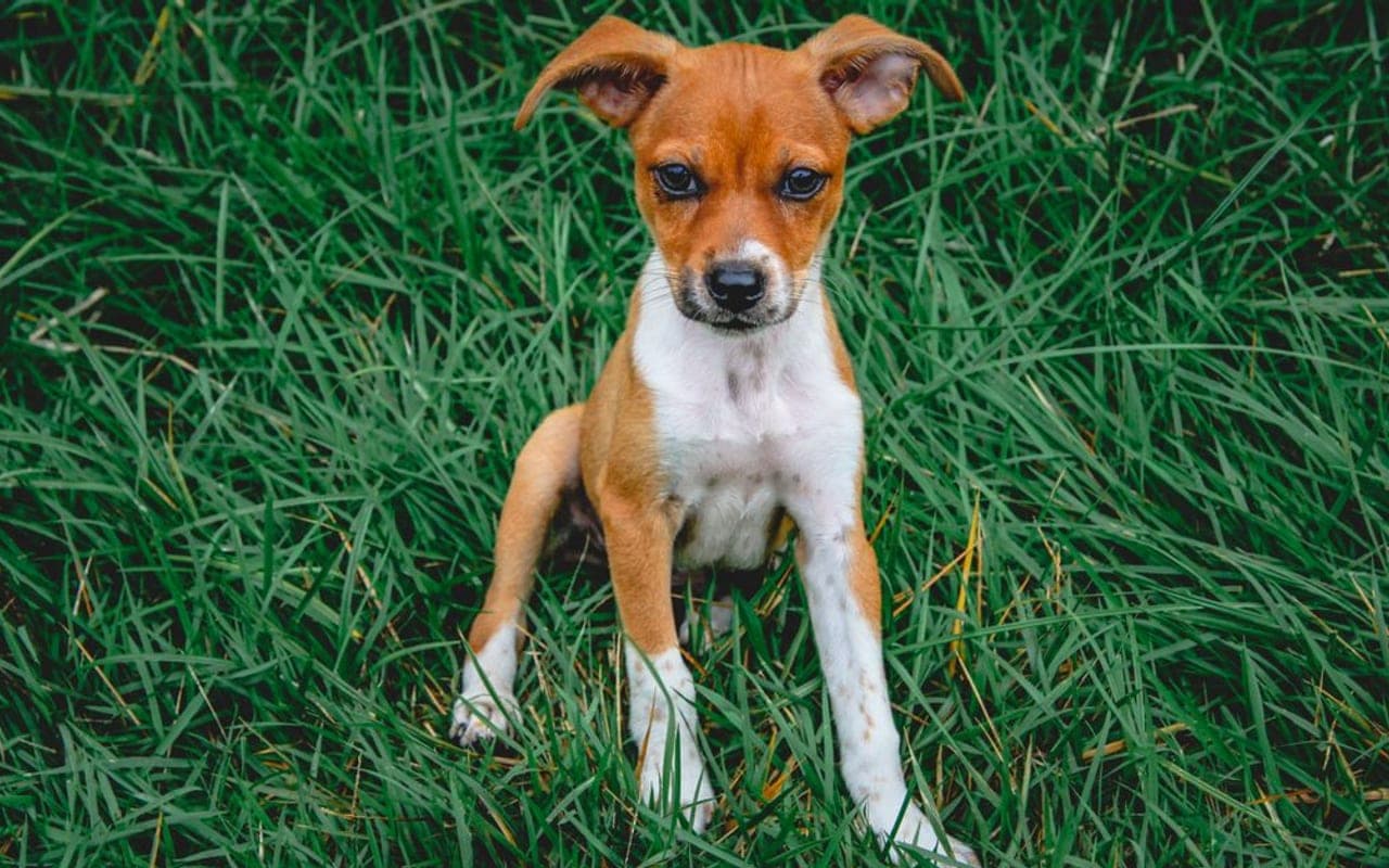 Rat Terrier