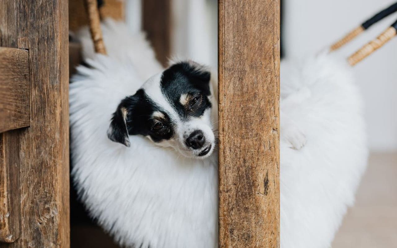 Rat Terrier — gallery 2