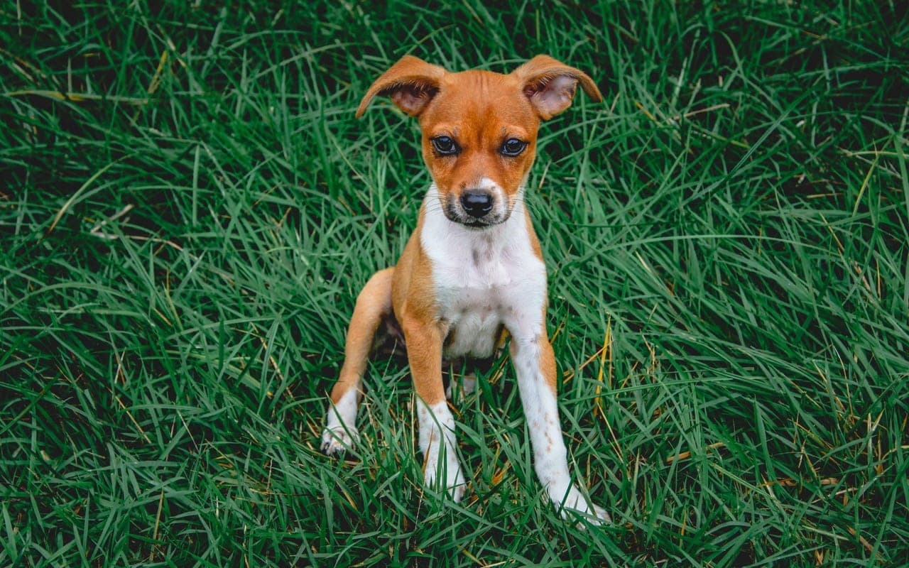 Rat Terrier — photo by George Aguiar (Pexels)