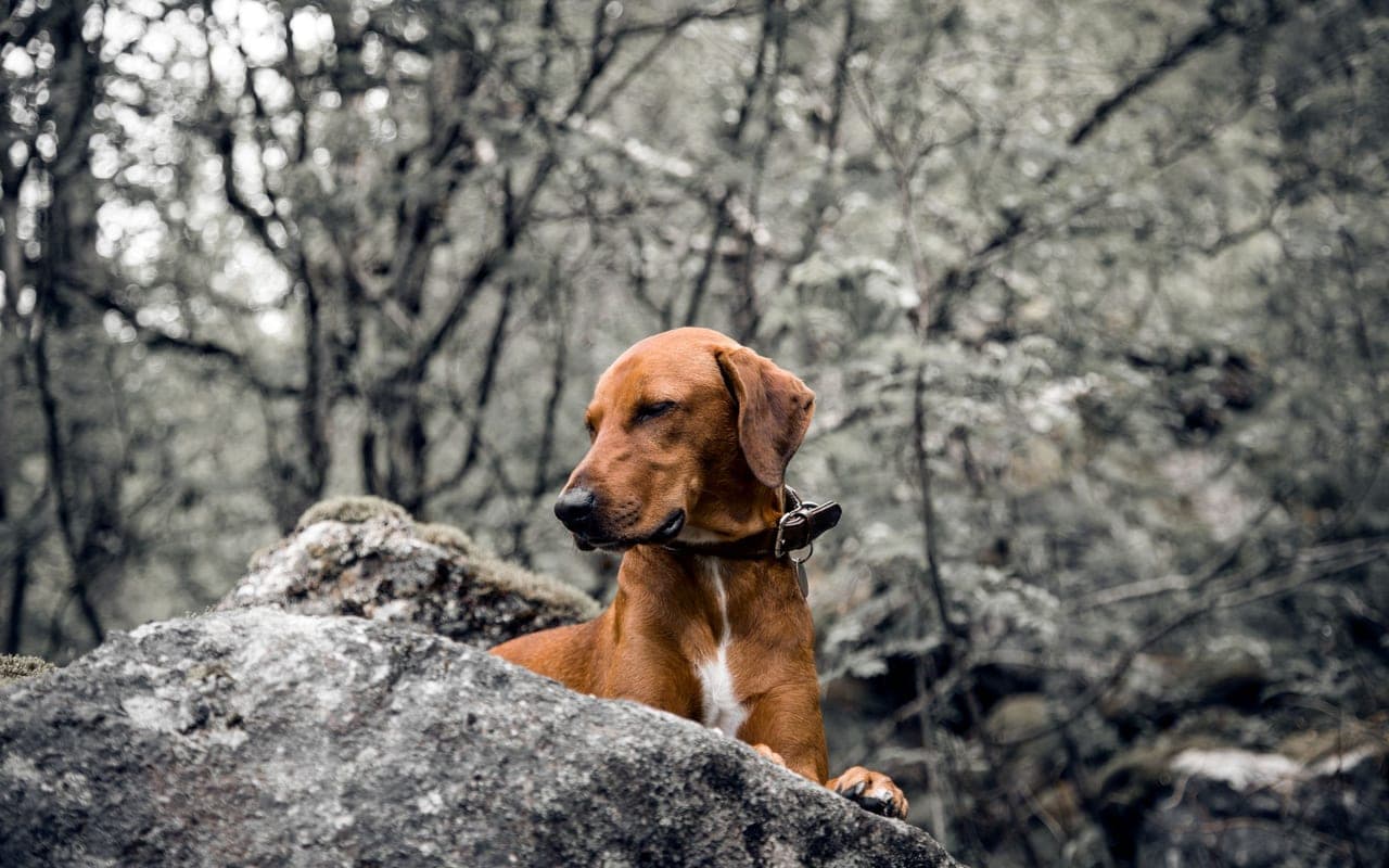 Redbone Coonhound