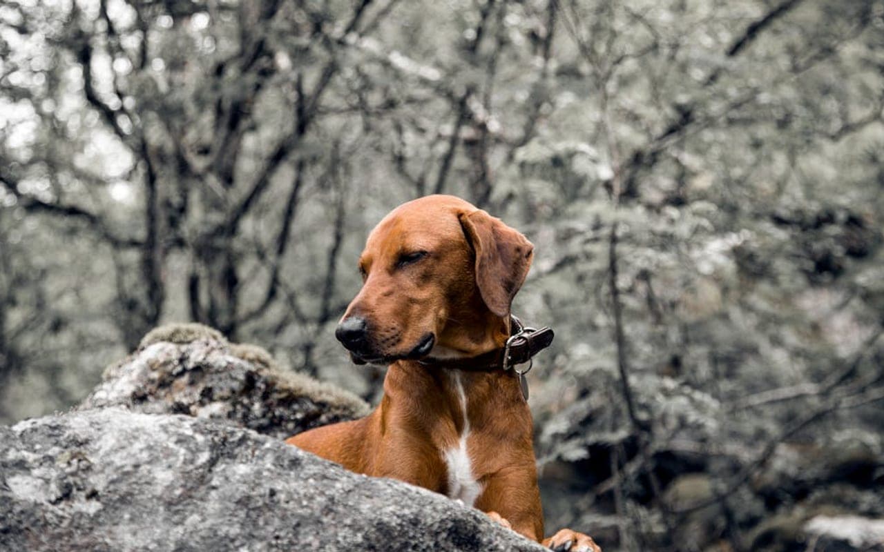 Redbone Coonhound — gallery 2
