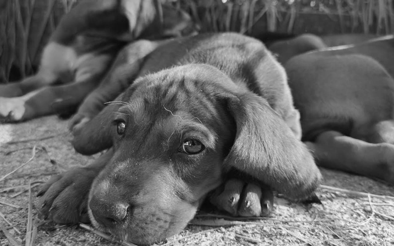 Redbone Coonhound — gallery 3