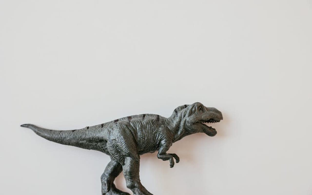 Rex — gallery 0