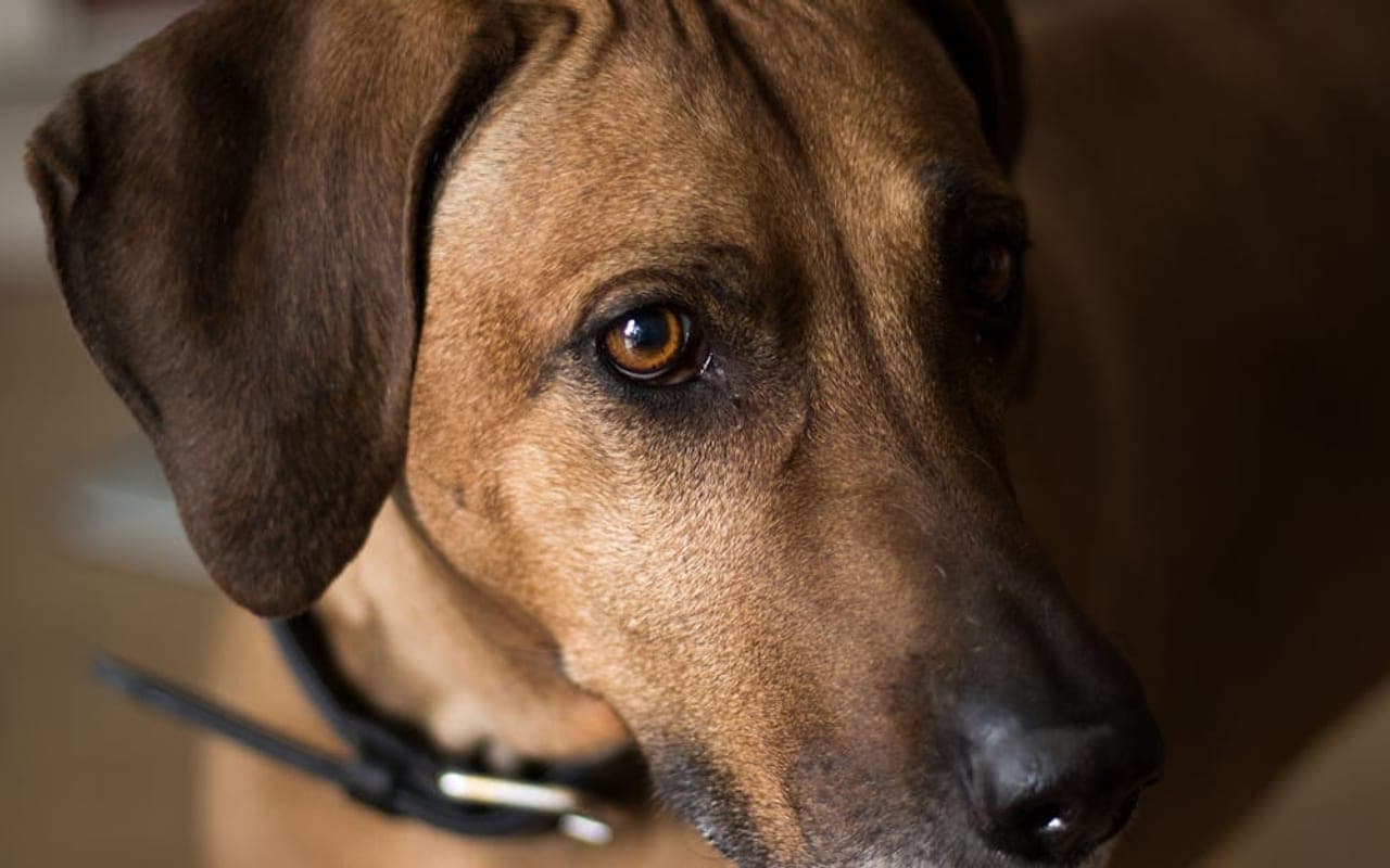 Rhodesian Ridgeback dog breed portrait