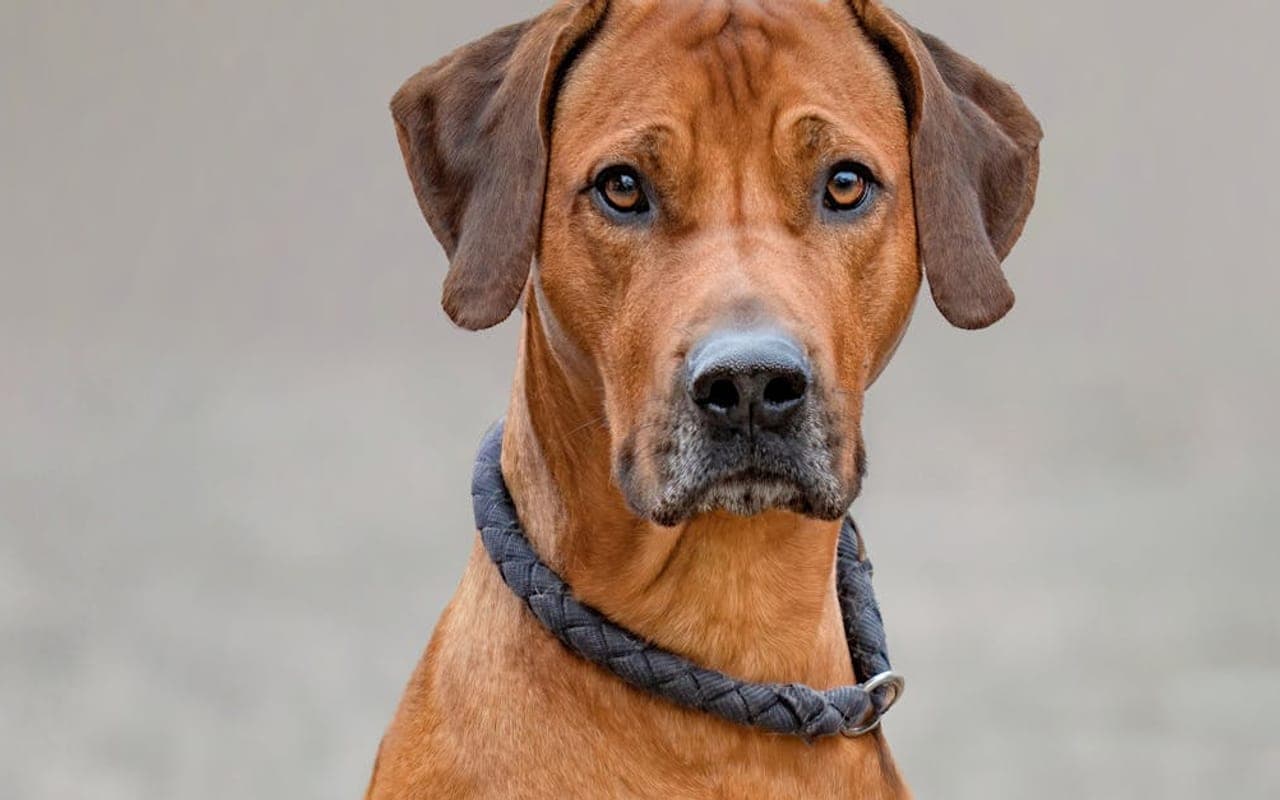 Rhodesian Ridgeback — gallery 2