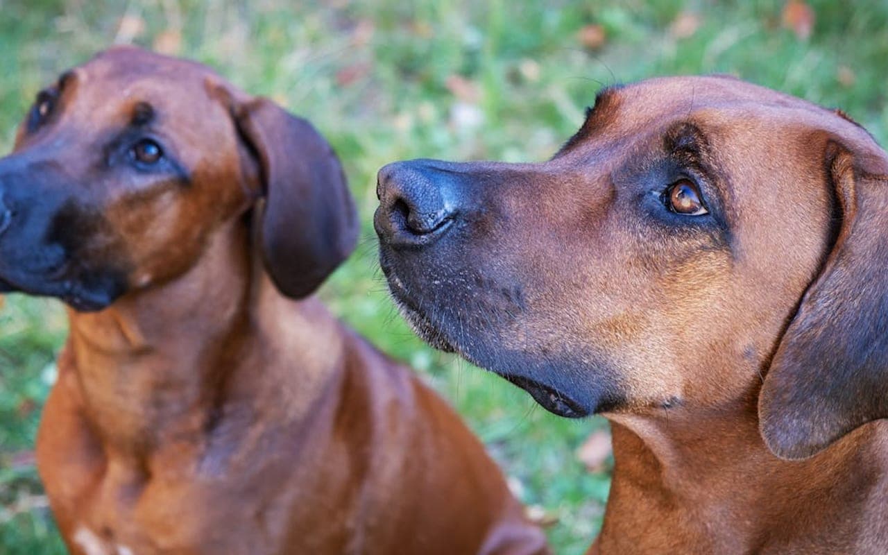 Rhodesian Ridgeback — gallery 3