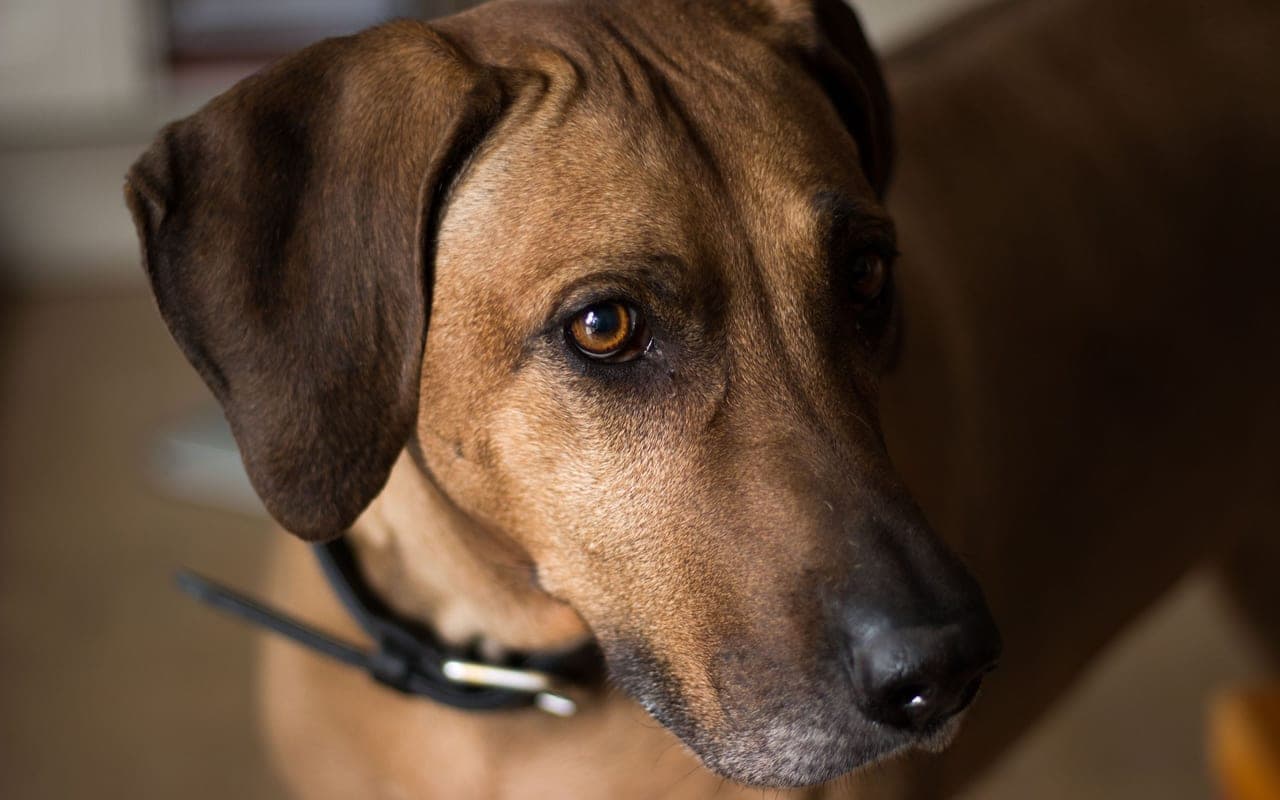 Rhodesian Ridgeback — photo by Julia Barthold (Pexels)