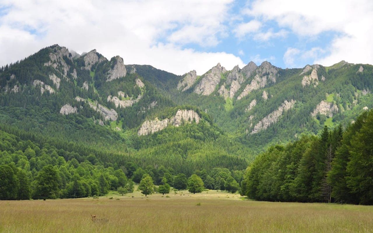 Romanian Carpathian Shepherd — gallery 2