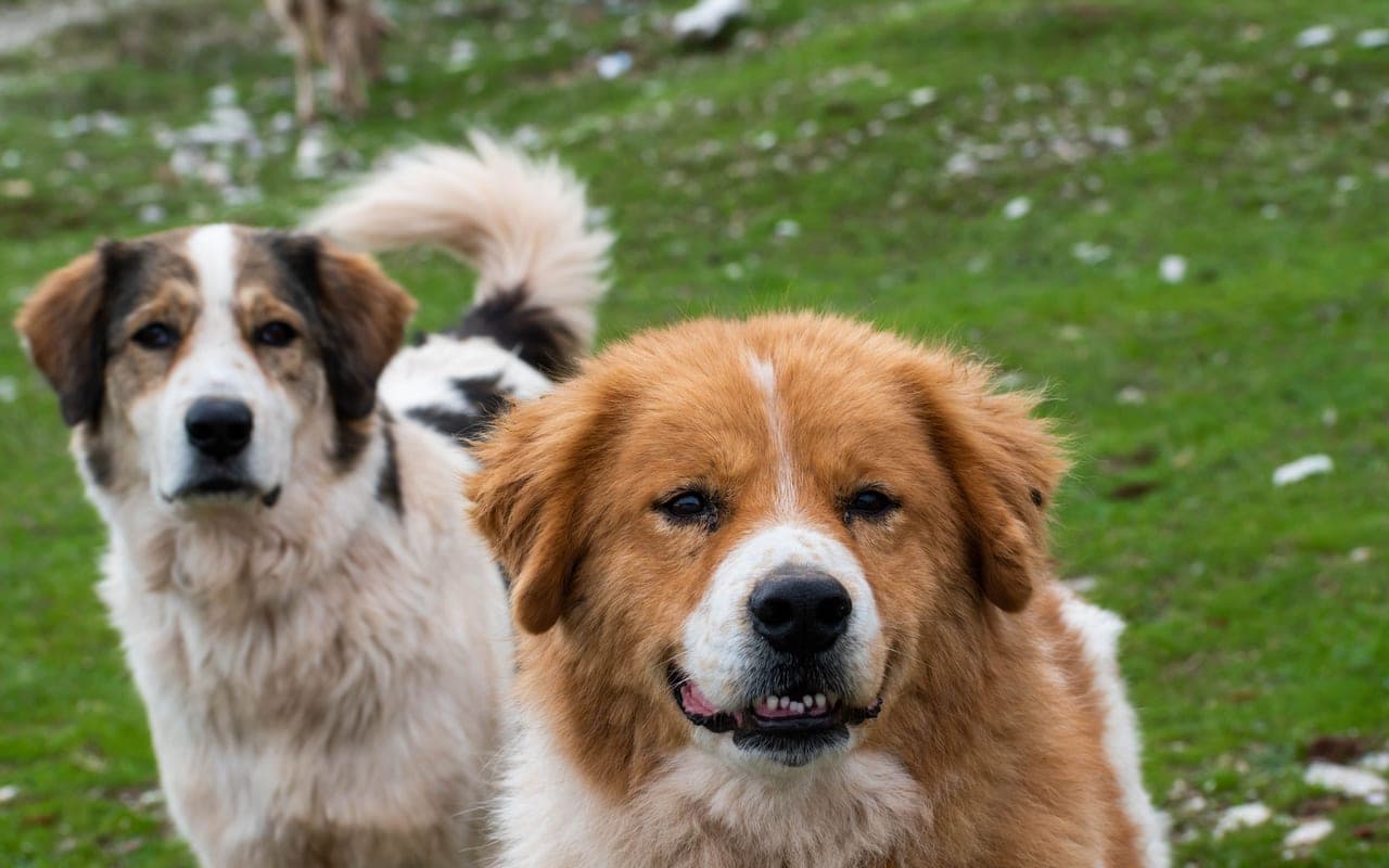 Romanian Carpathian Shepherd — photo by John Kostopoulos (Pexels)