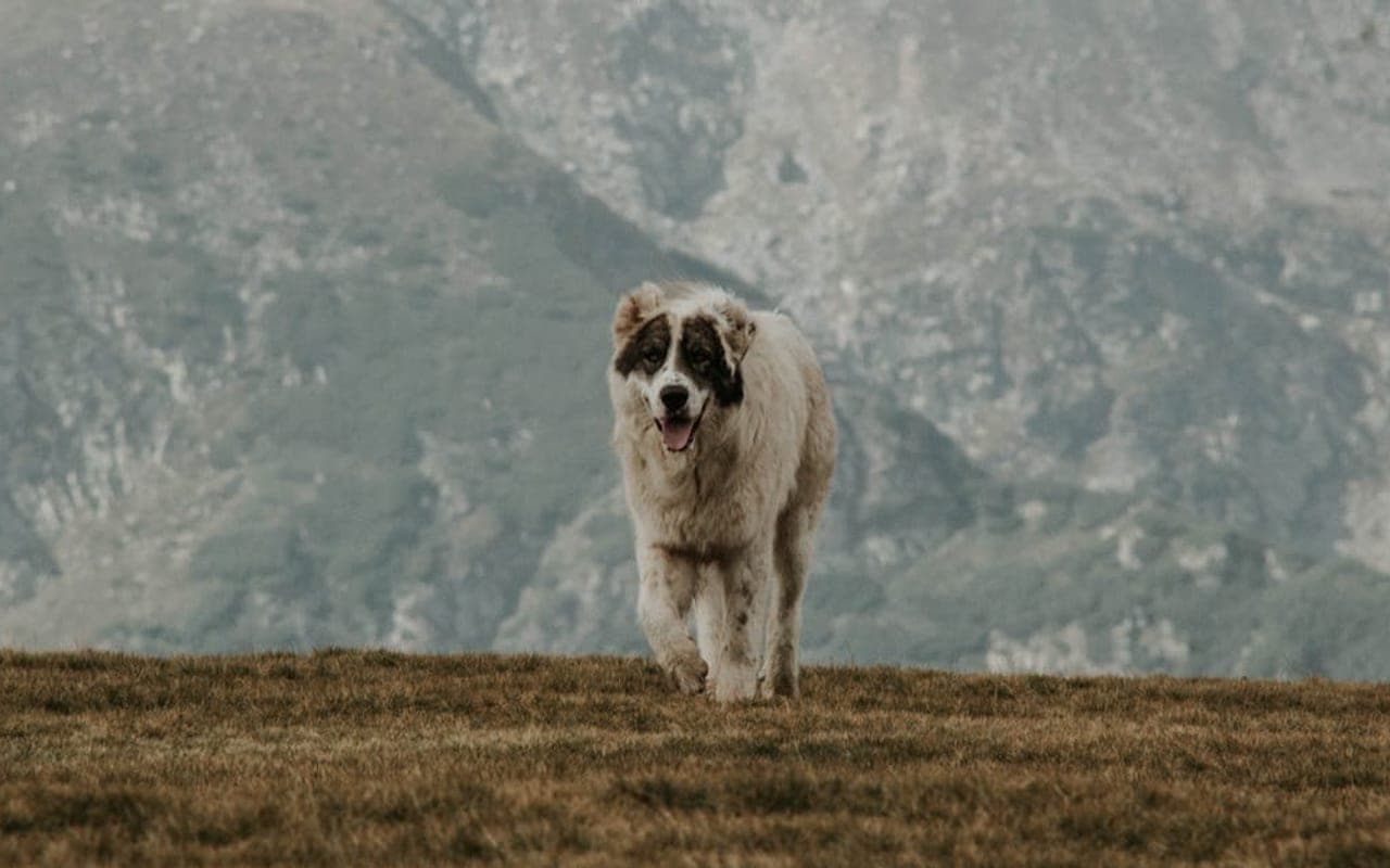 Romanian Mioritic Shepherd Dog — gallery 2