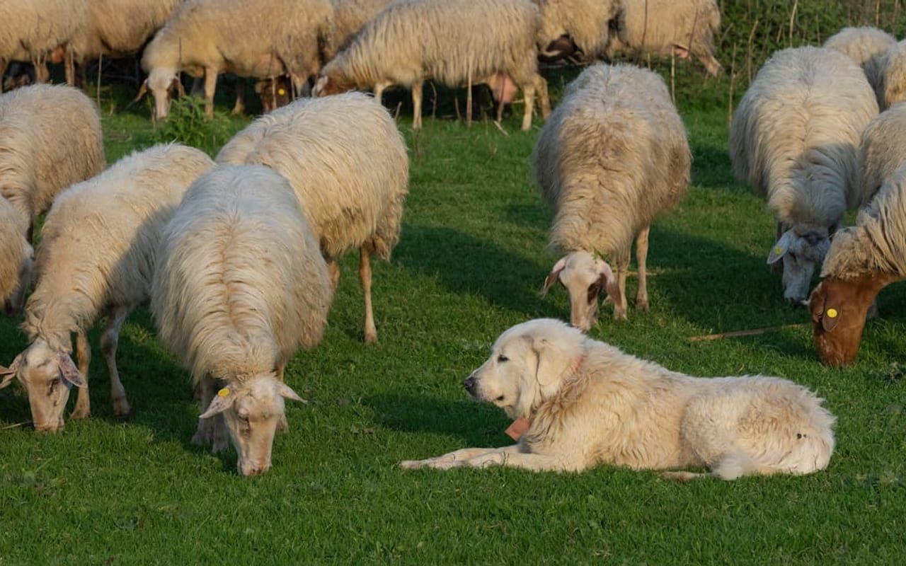 Romanian Mioritic Shepherd Dog — gallery 3