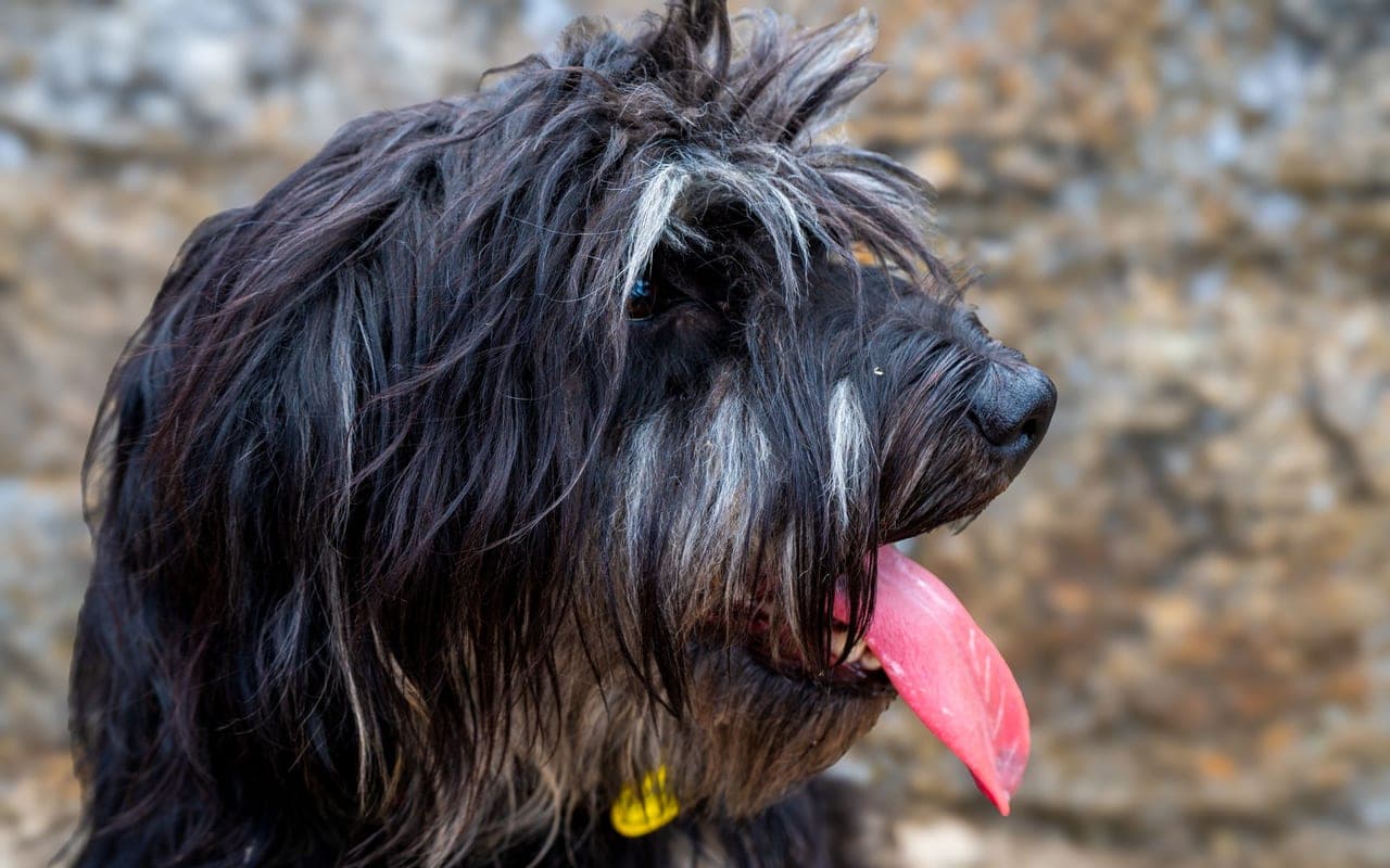 Romanian Mioritic Shepherd Dog — photo by Christian Palau (Pexels)