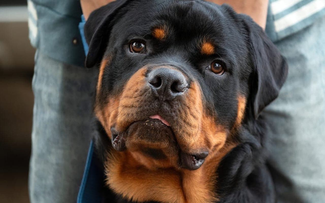 Rottweiler dog breed