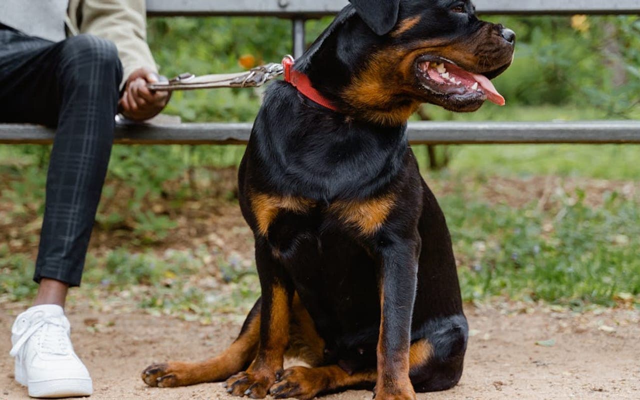 Rottweiler — gallery 2