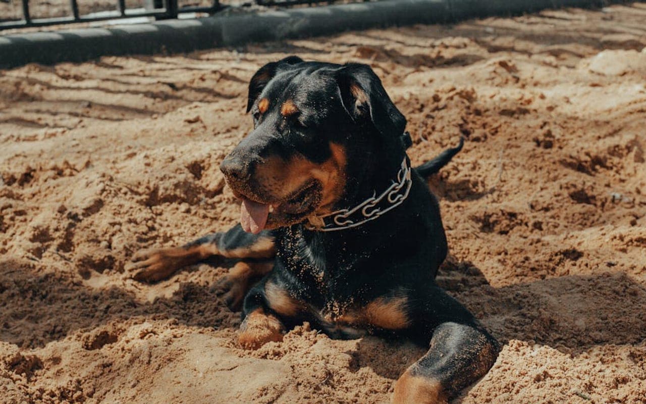 Rottweiler — gallery 3