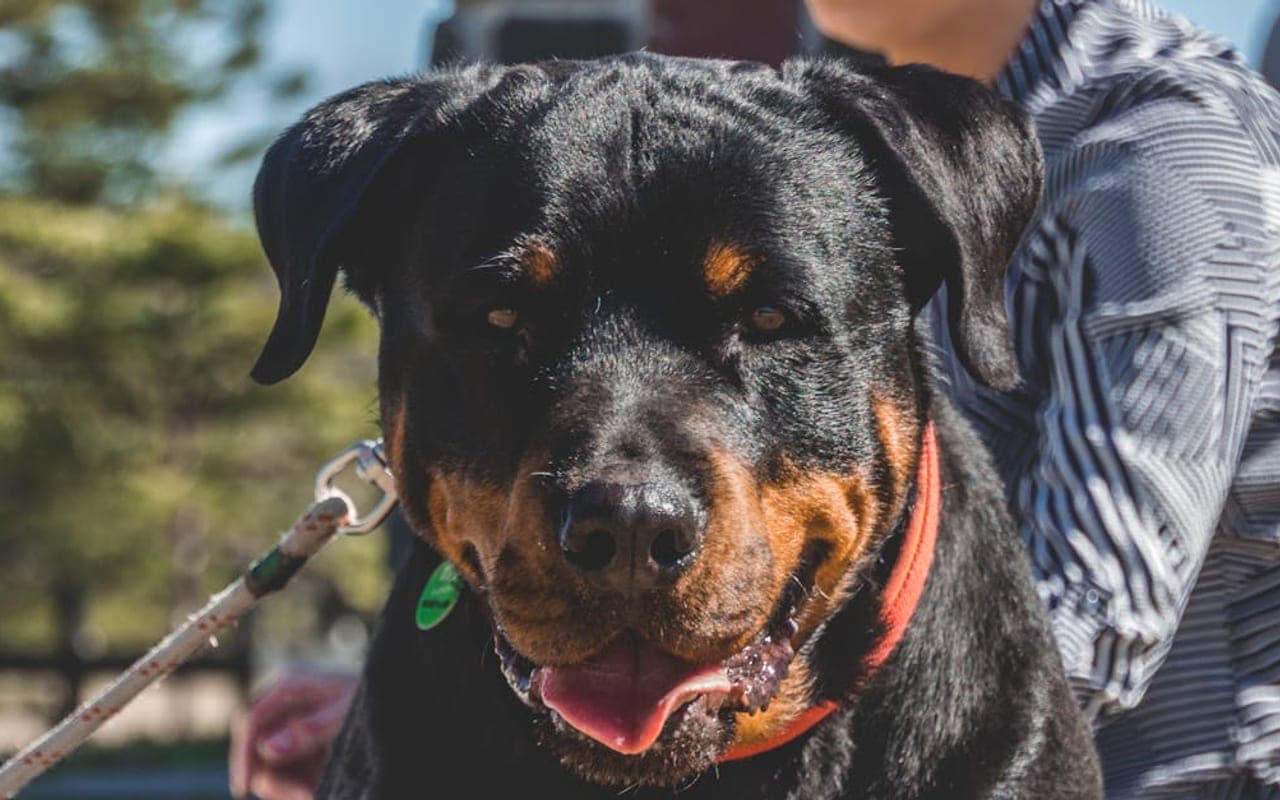Rottweiler — gallery 4