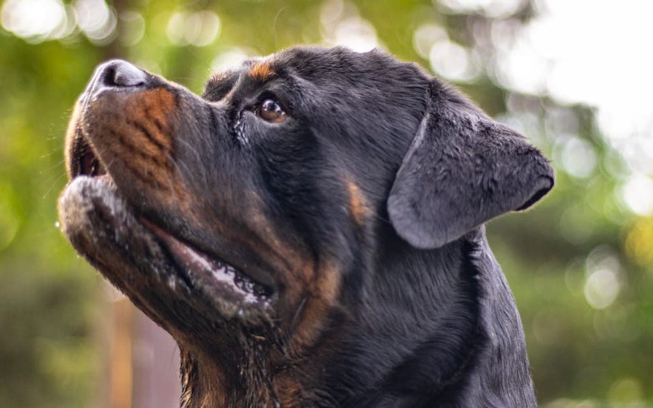 Rottweiler — gallery 5