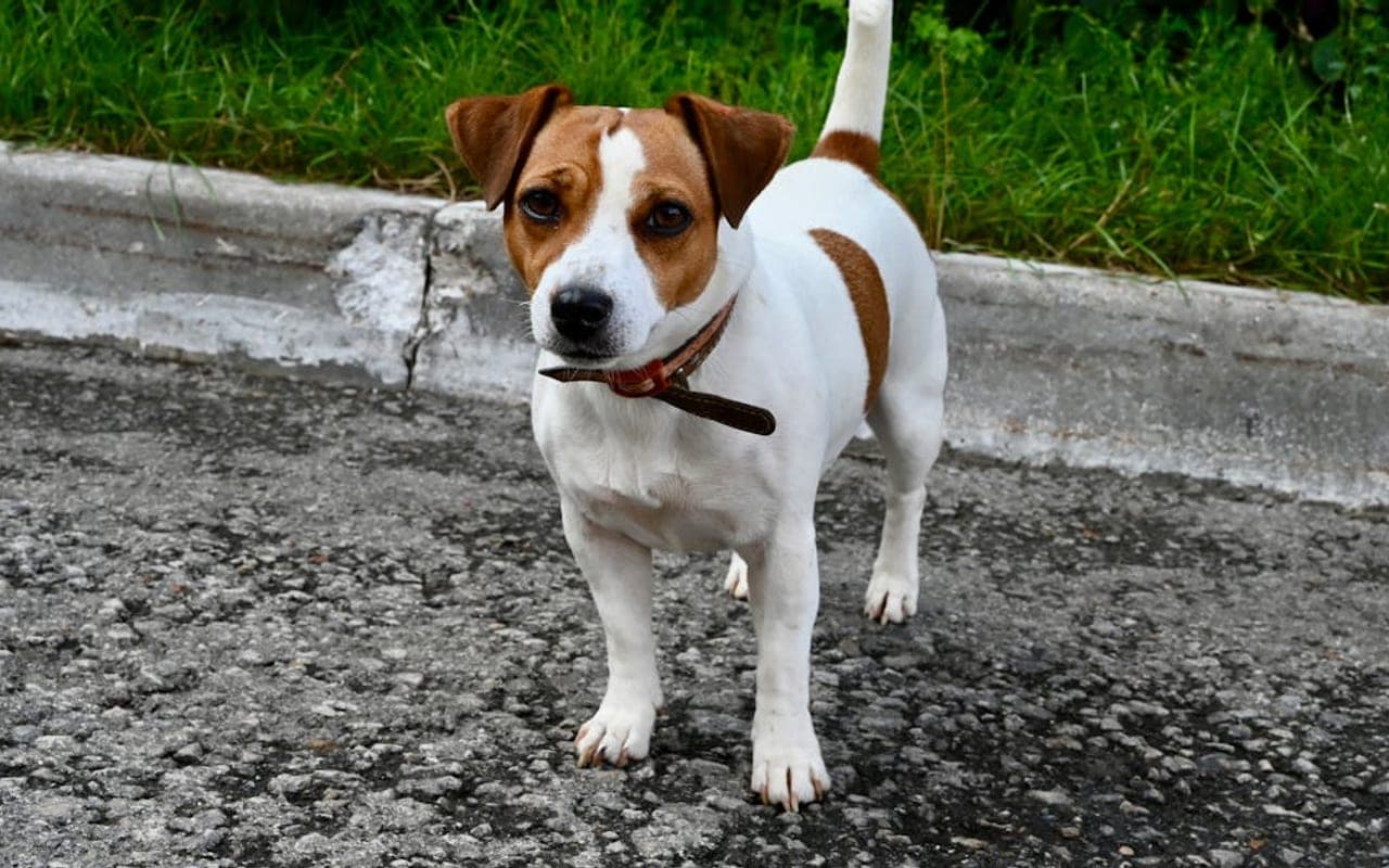 Russell Terrier