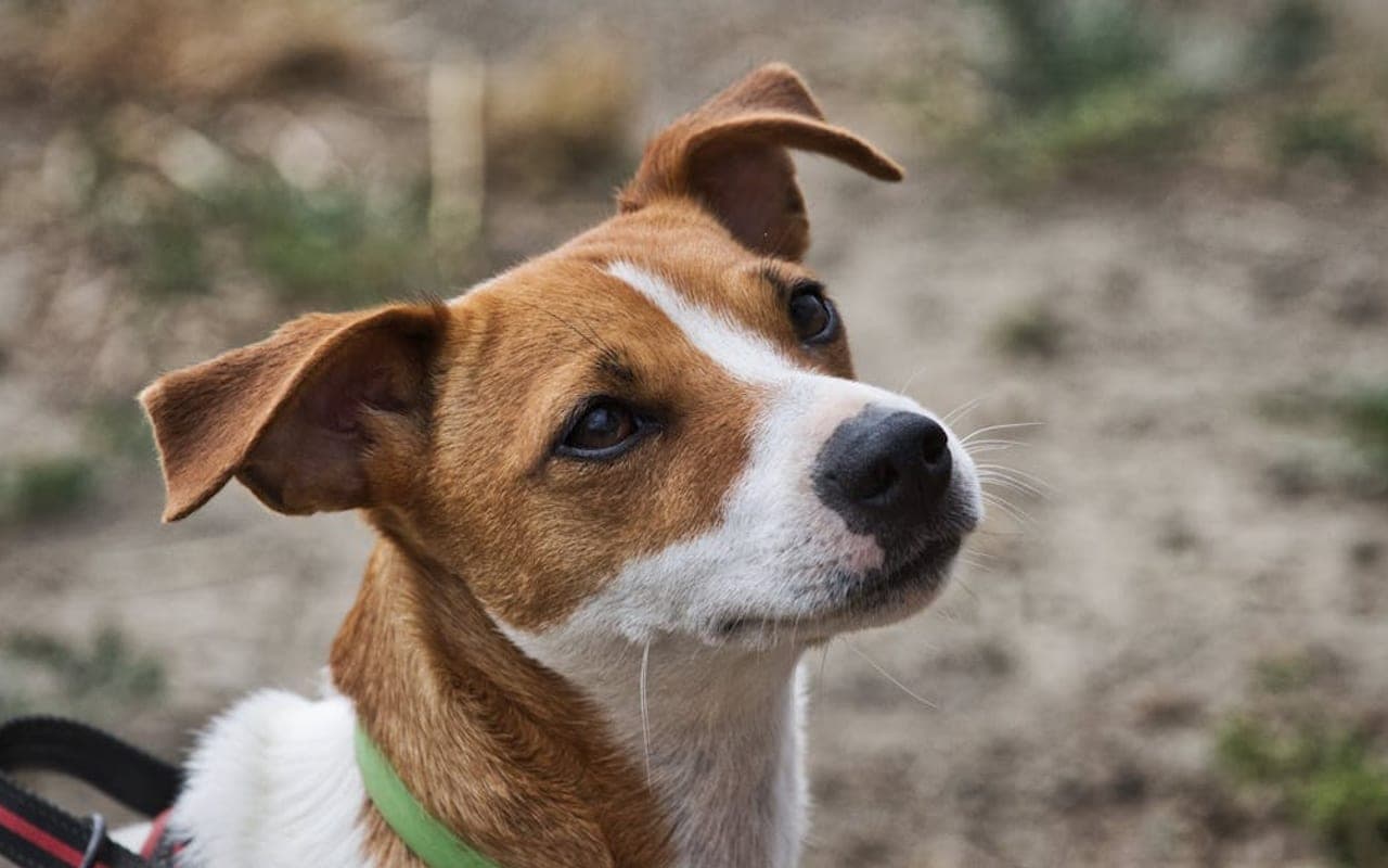 Russell Terrier — gallery 2