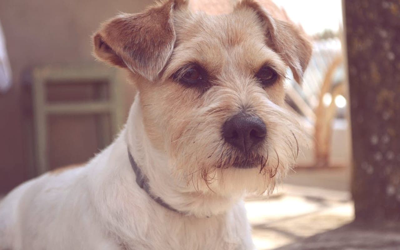 Russell Terrier — gallery 3