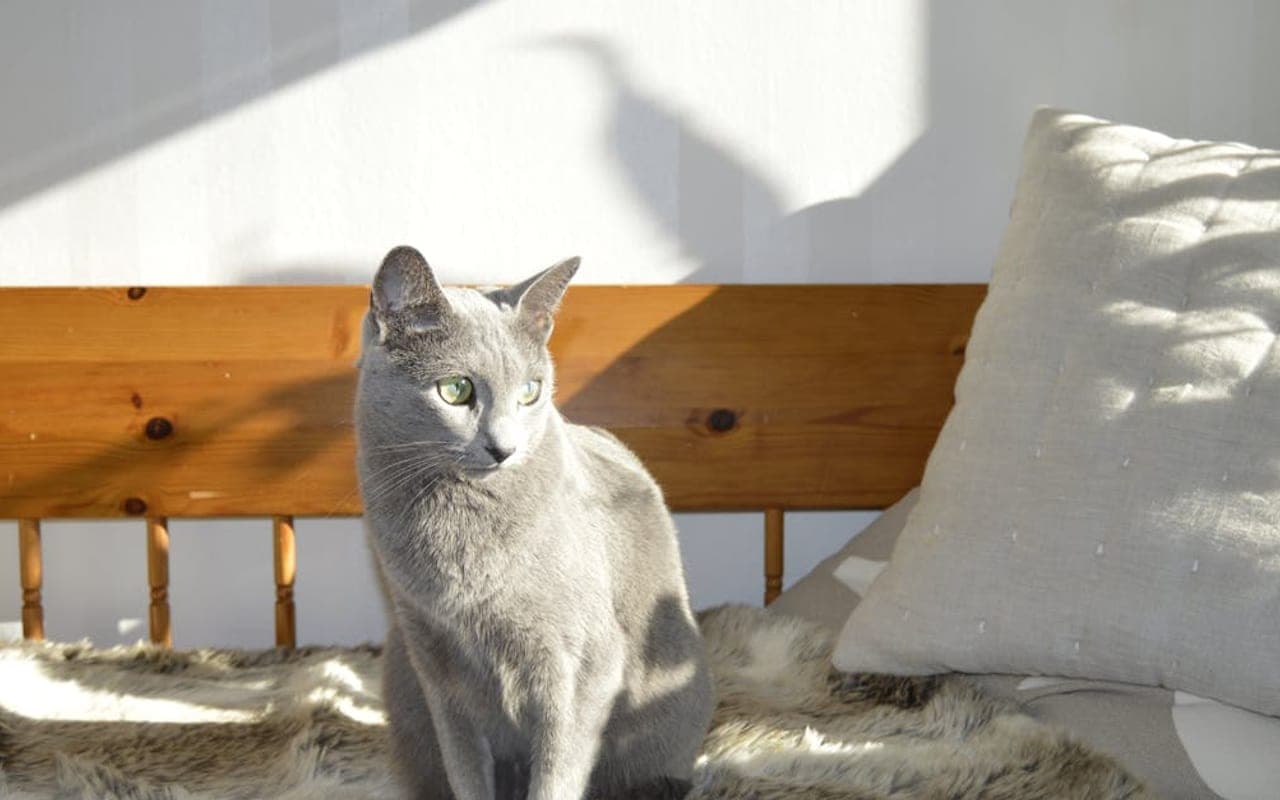 Russian Blue — gallery 2
