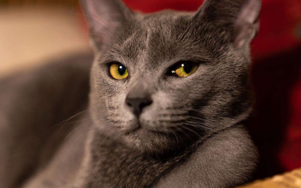 Russian Blue — photo by belen capello (Pexels)