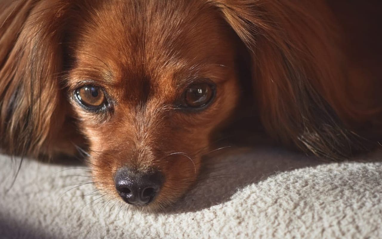 Russian Toy