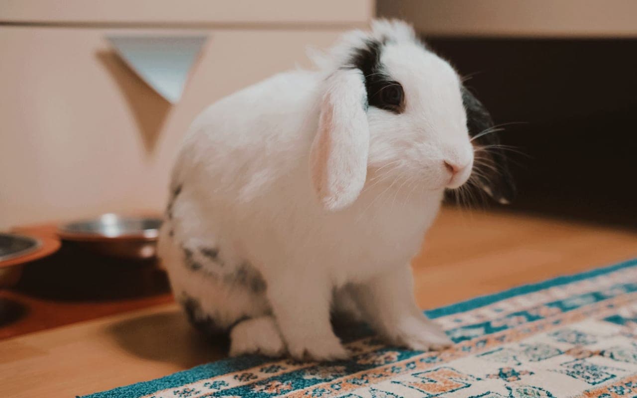 Sable — photo by Ceren Büşra SEVTEKİN
