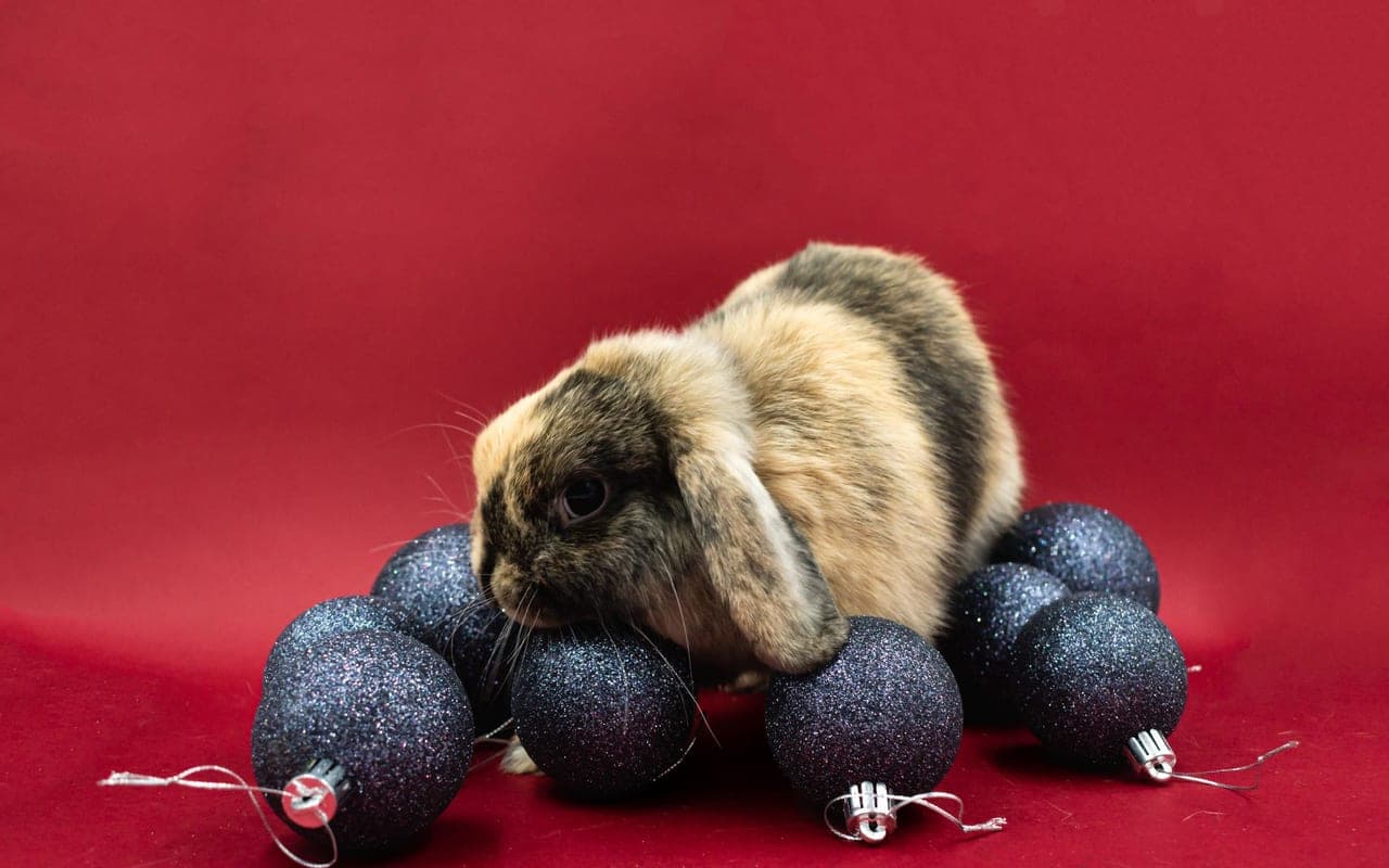 Sable — photo by Nikolett Emmert