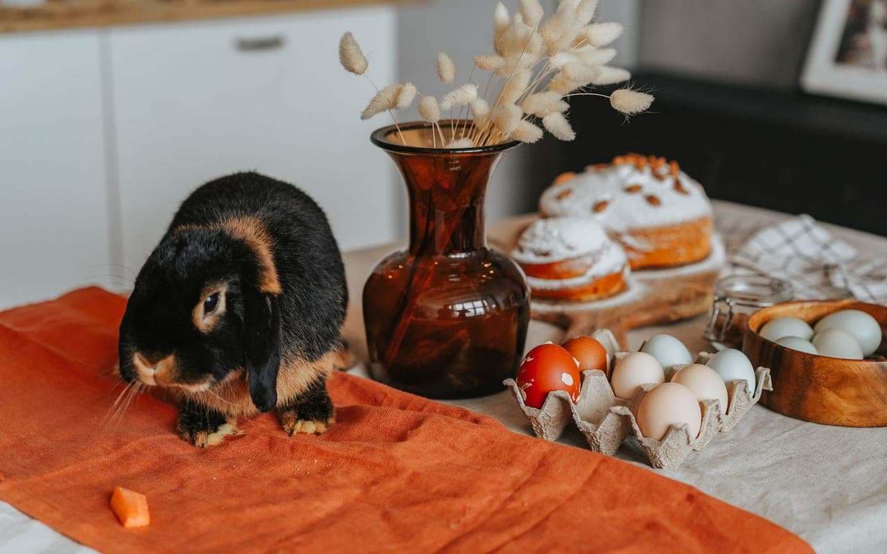 Sable — photo by olia danilevich
