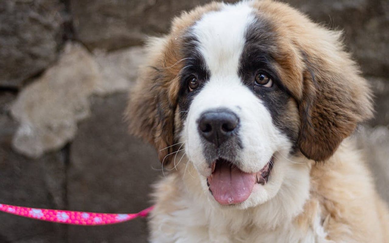 Saint Bernard