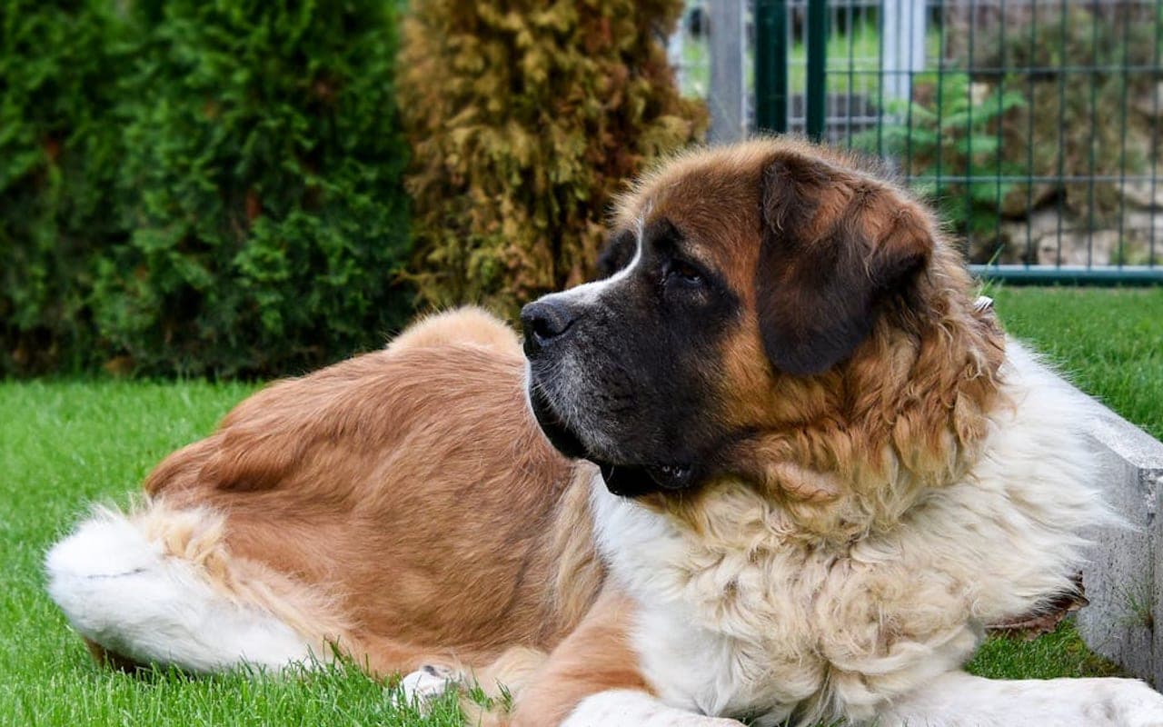 Saint Bernard — gallery 2