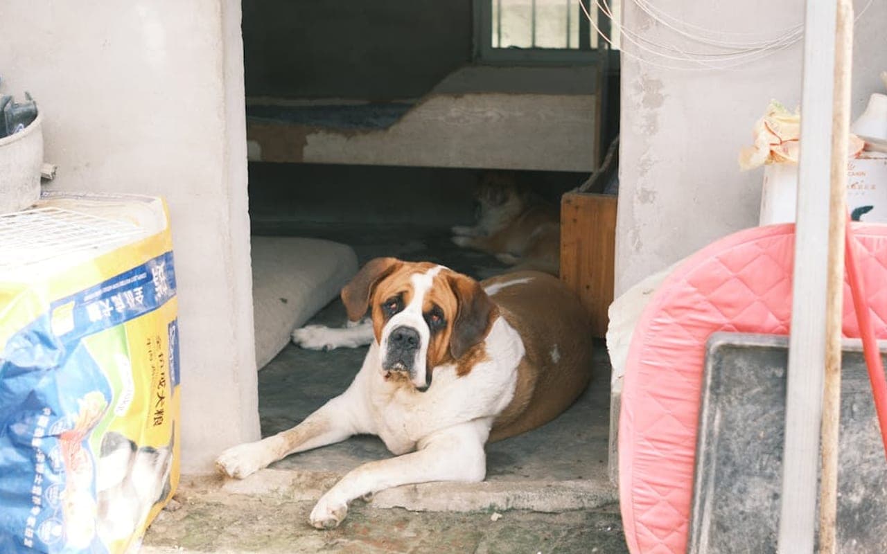Saint Bernard — gallery 3