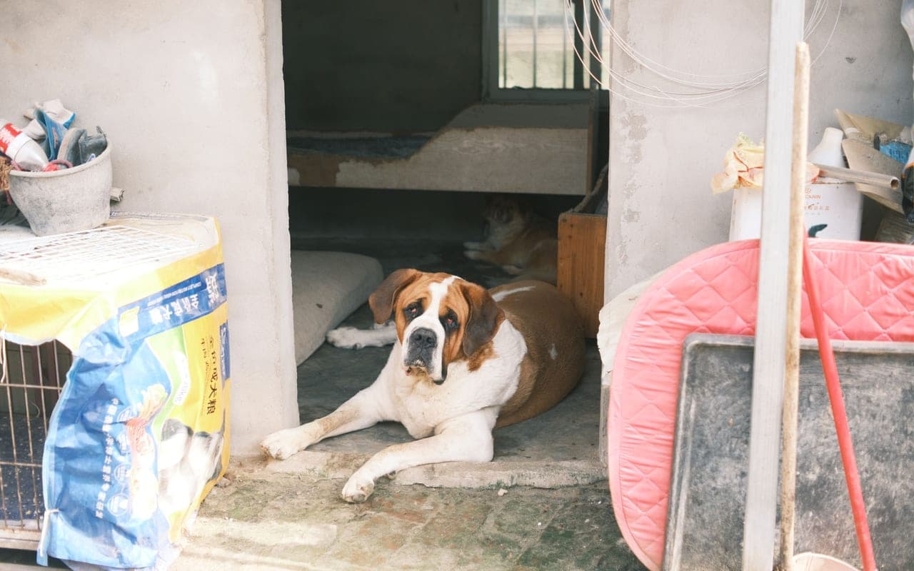 Saint Bernard — photo by Mia X (Pexels)