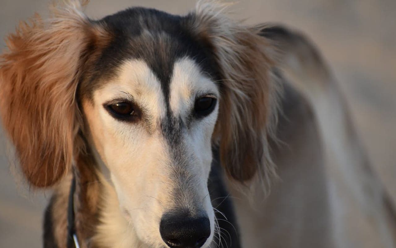 Saluki dog breed portrait