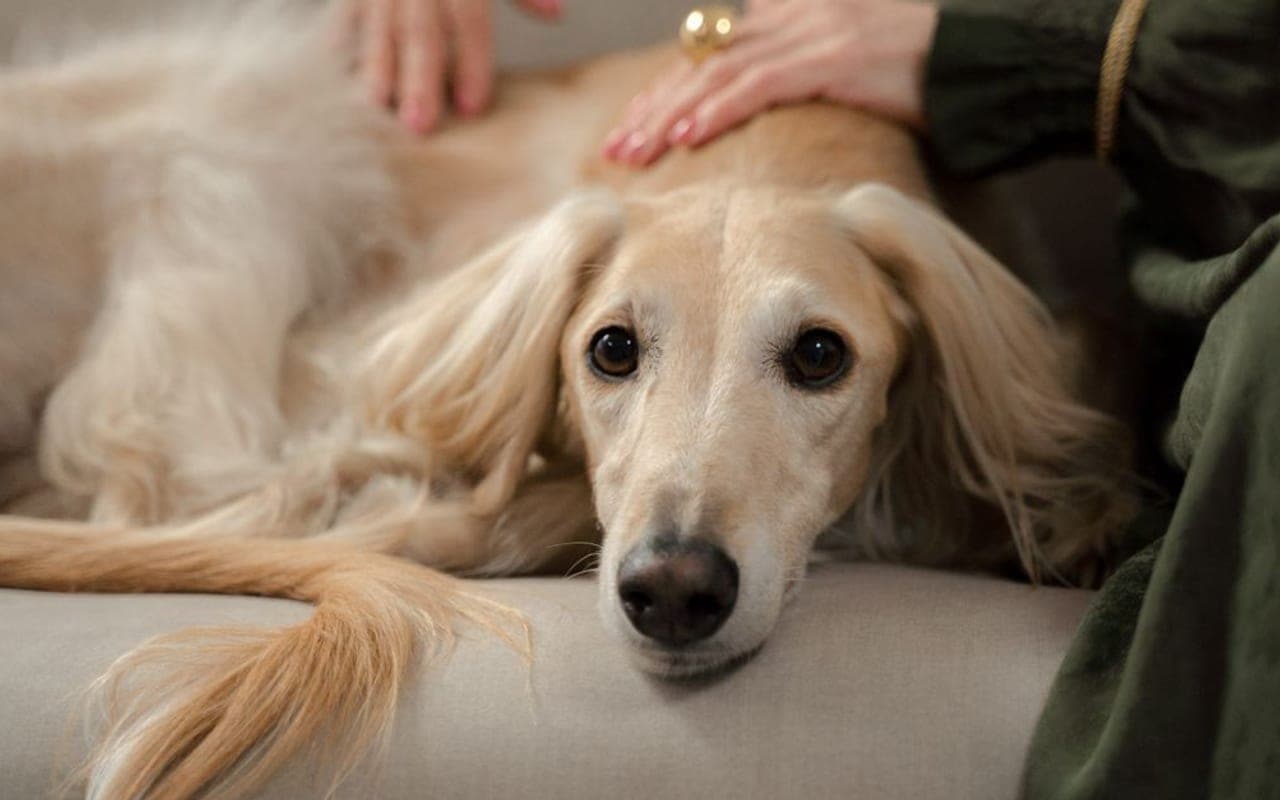 Saluki — gallery 2