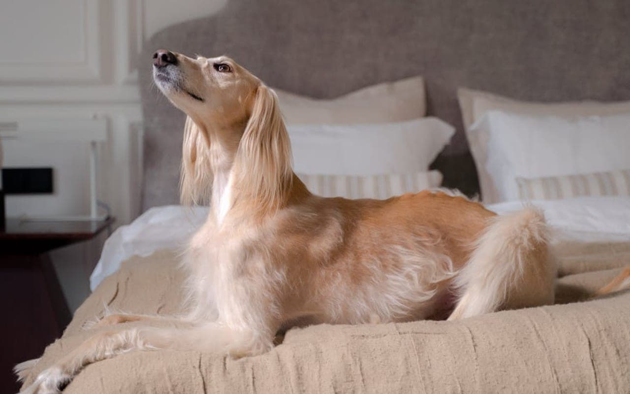 Saluki — gallery 3