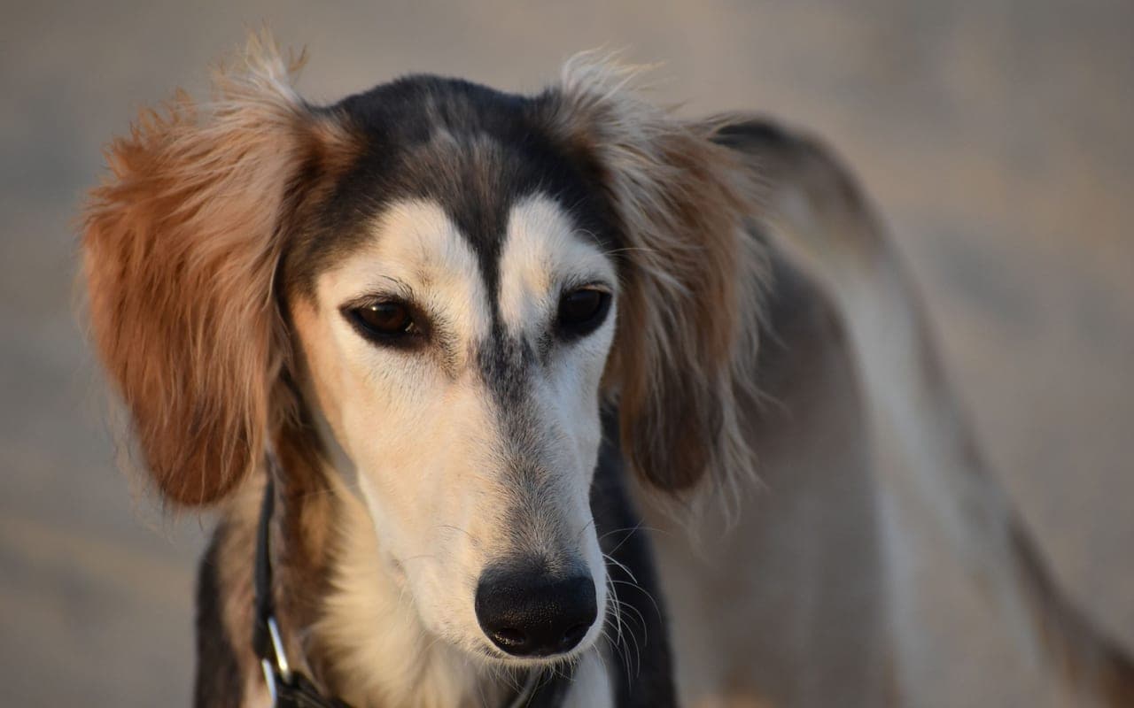 Saluki — photo by Alexandra Sullivan (Pexels)